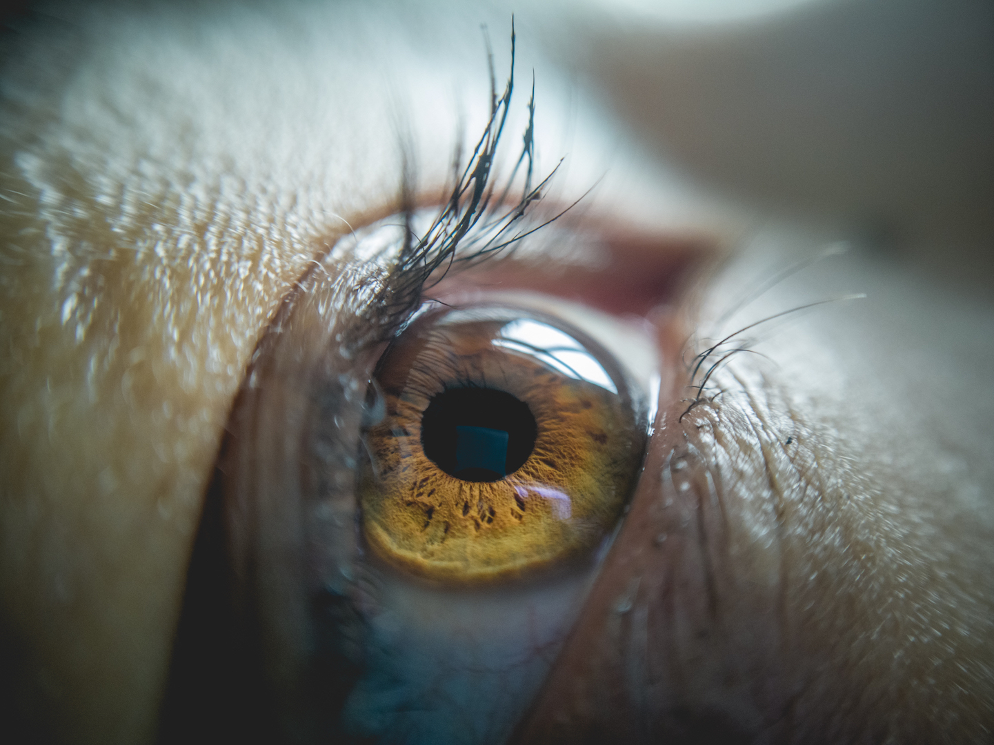 Macro photography of the eyes: tips and examples