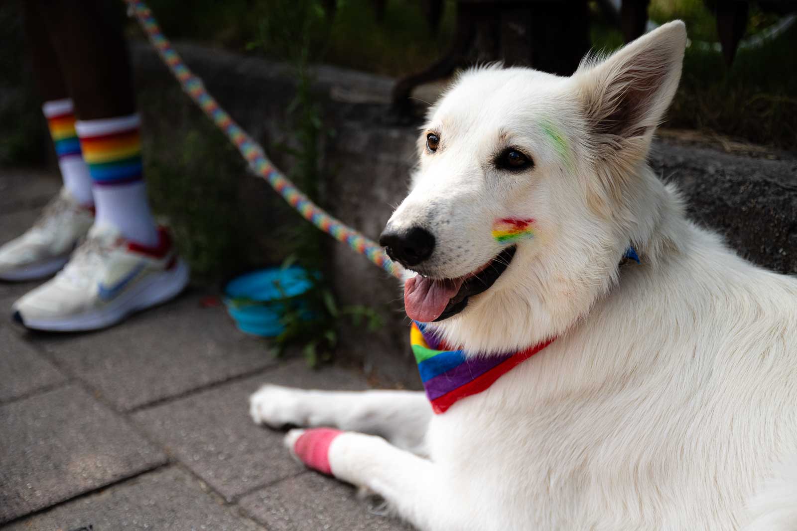 dog with pride flags painting